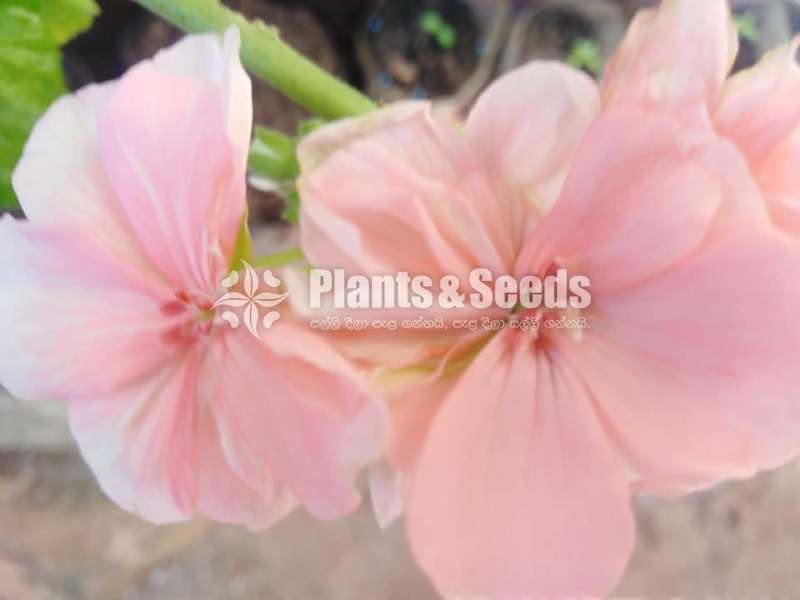 Geranium