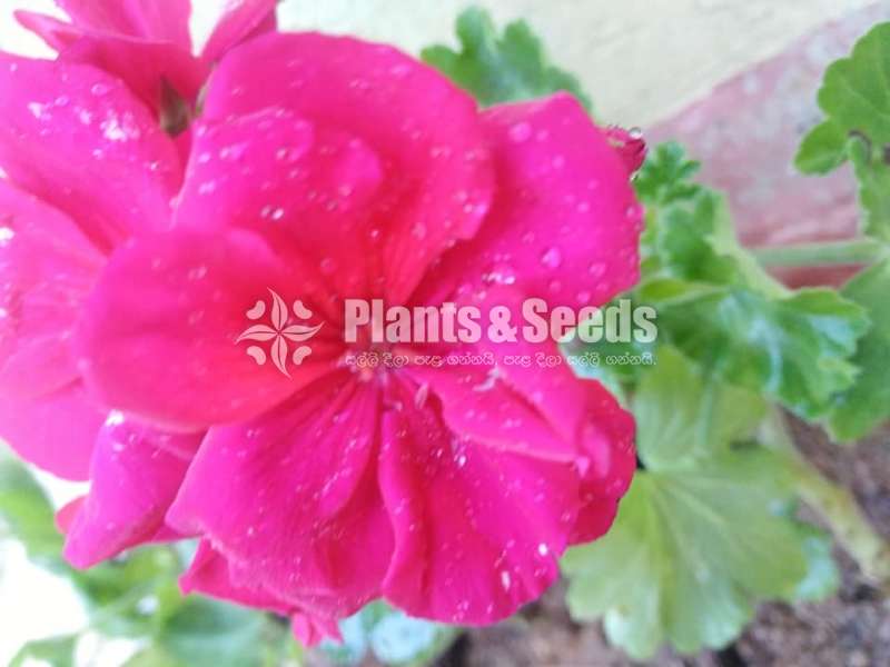 Geranium