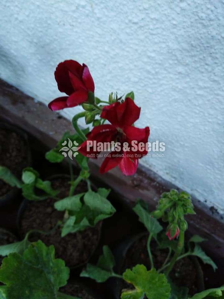 Geranium
