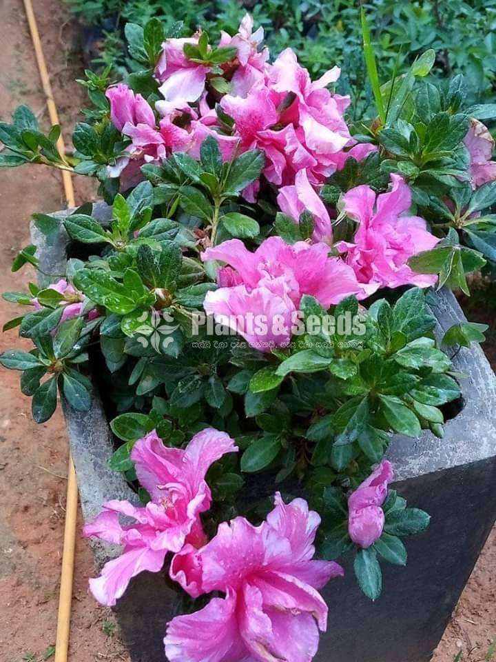 Azelea 