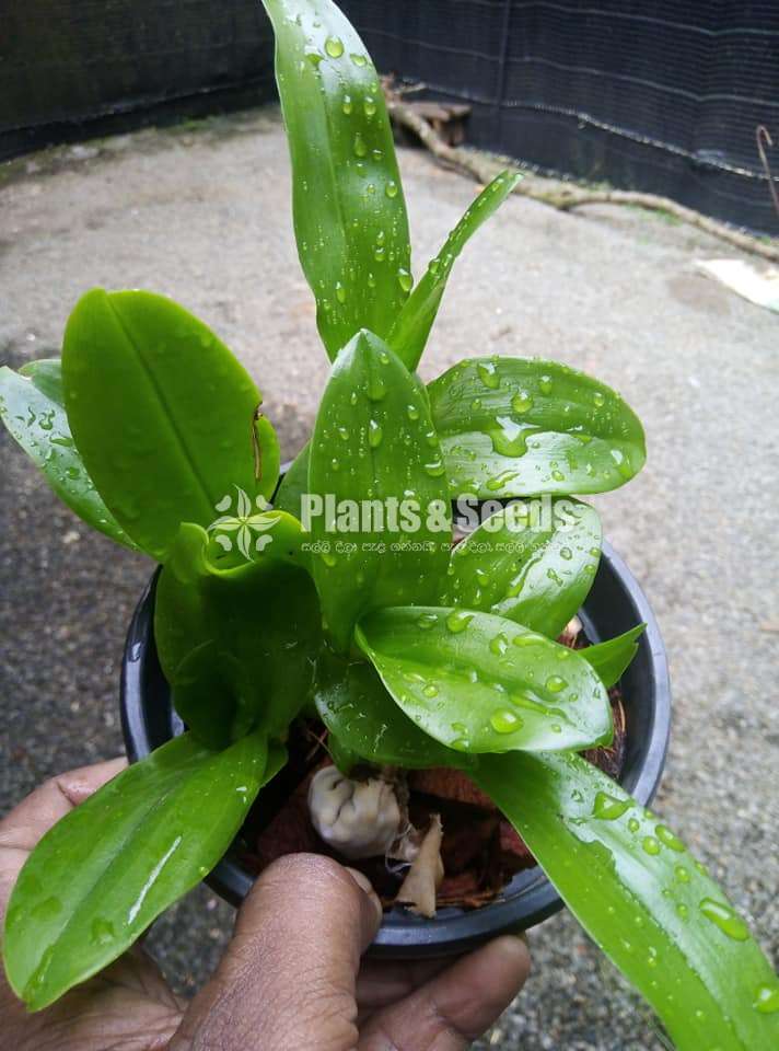 Thailand Dendrobium Orchids