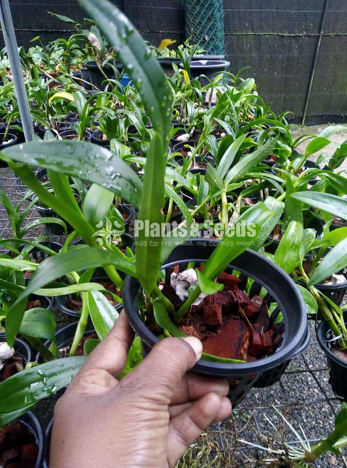 Thailand Dendrobium Orchids