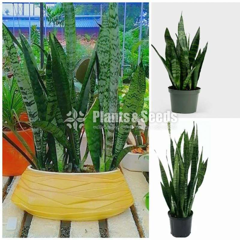 Sansevieria (Snake Plants)