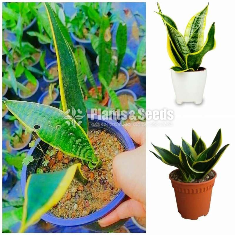 Sansevieria (Snake Plants)