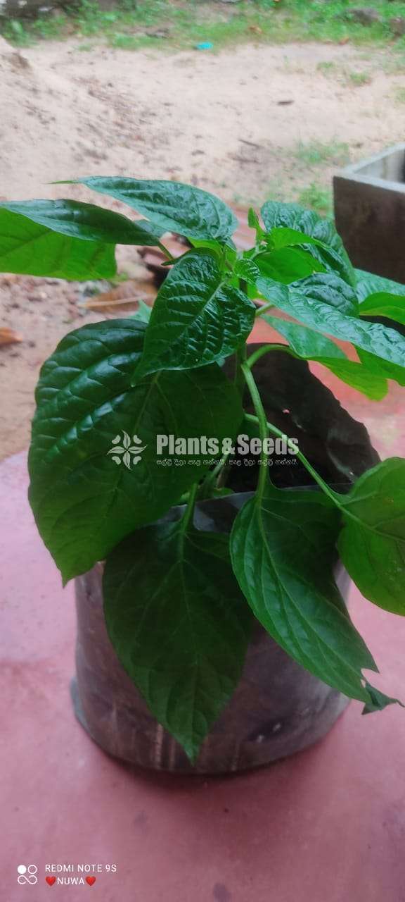 Sudu Kochchi Miris (සුදු මිරිස් )