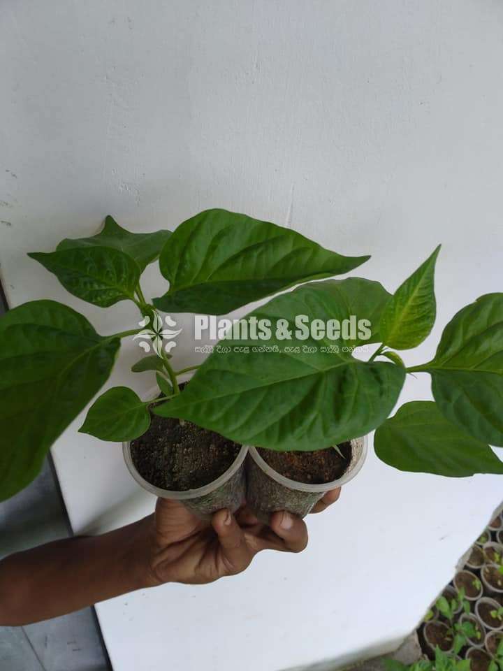 Scotch bonet Nimiris Plants(Dark Green)