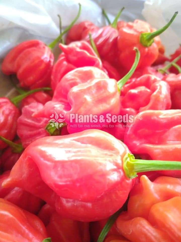 Scotch bonet Nimiris Plants(Dark Green)