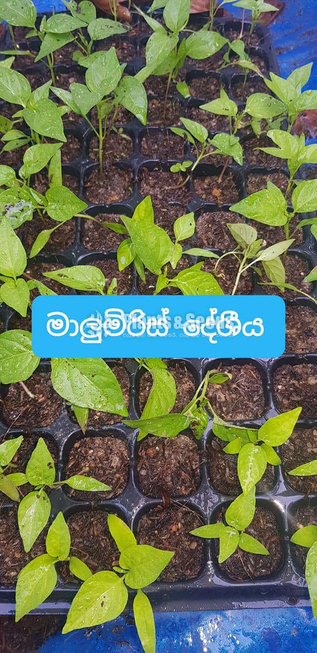 Deshiya Malu Miris (දේශීය මාළු මිරිස් )