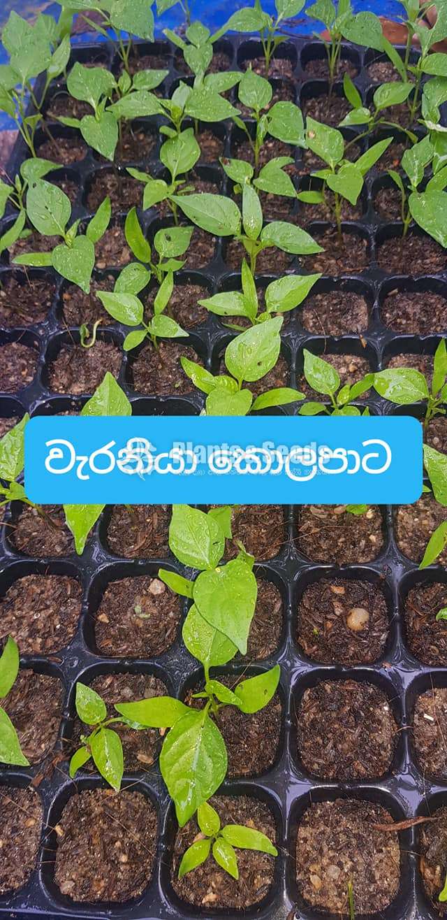  Waraniya (වැරනියා ) Miris