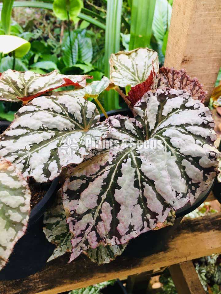 Begonias Collection