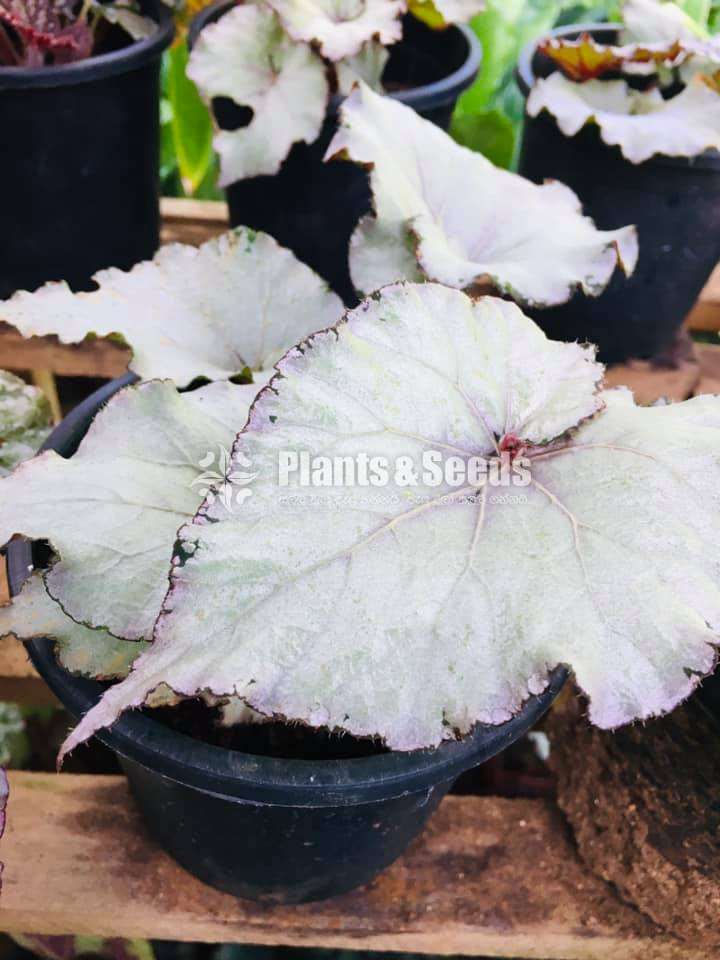 Begonias Collection