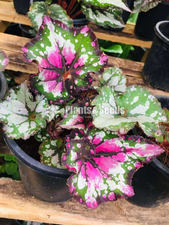 Begonias Collection