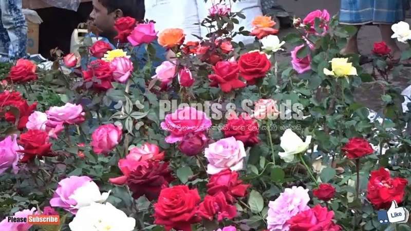 Roses (වර්ණ රැසකින් )