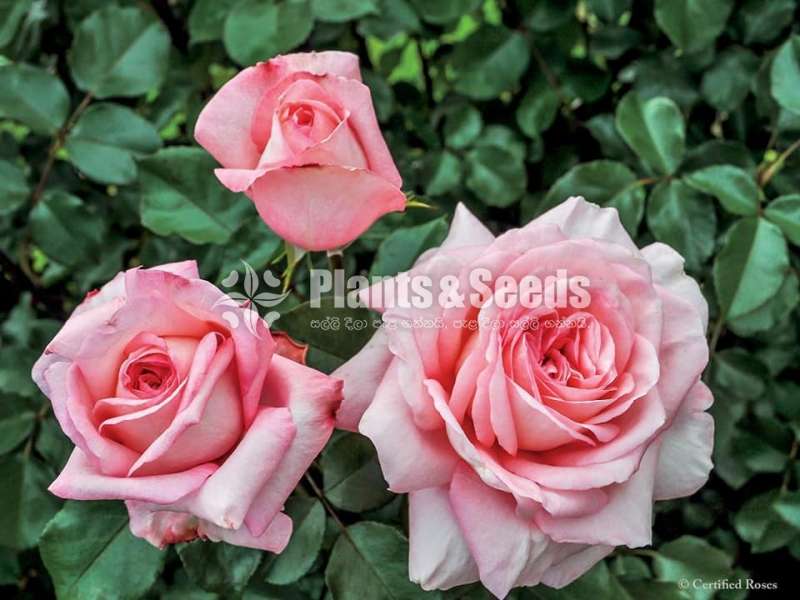 Roses (වර්ණ රැසකින් )