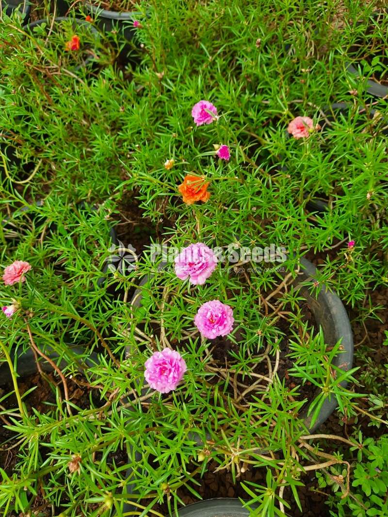 Japan Rosa