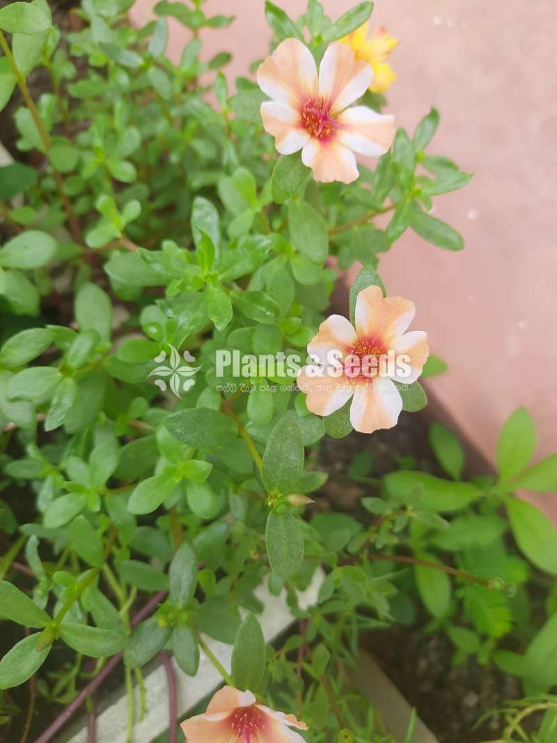 Japan Rosa