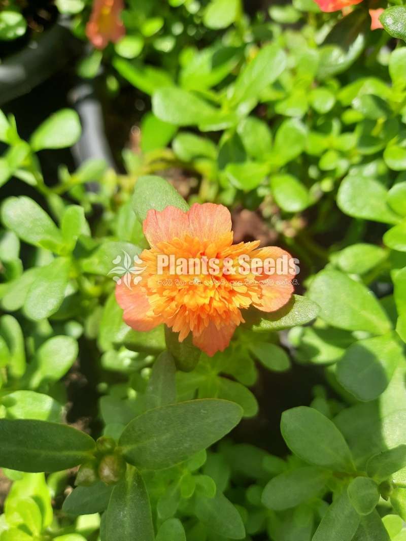 Japan Rosa