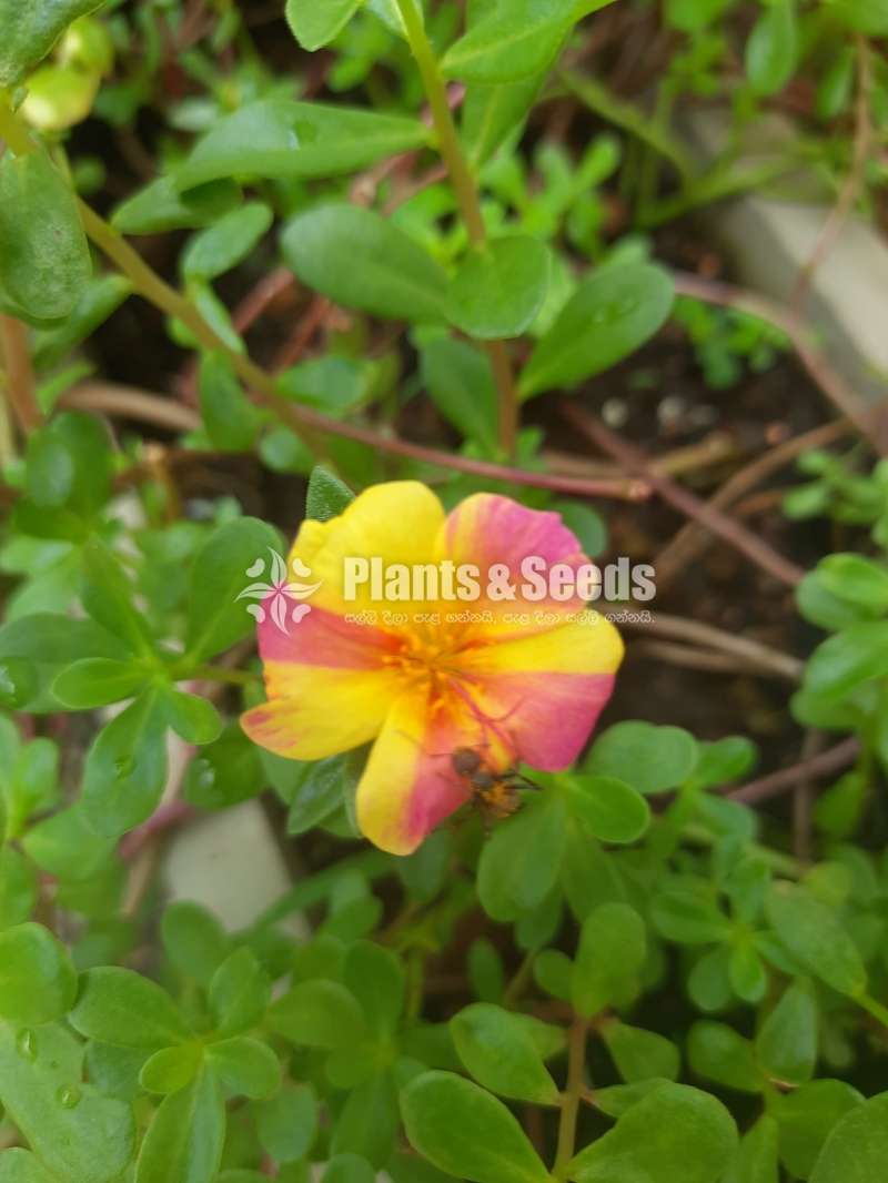 Japan Rosa