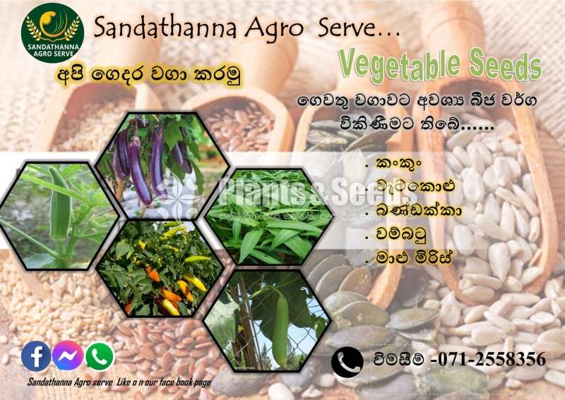 Vegetable Seeds