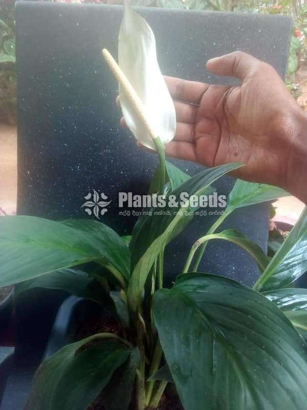 Peace Lilly
