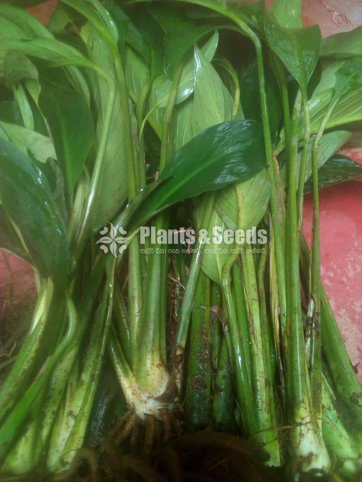 Peace Lilly