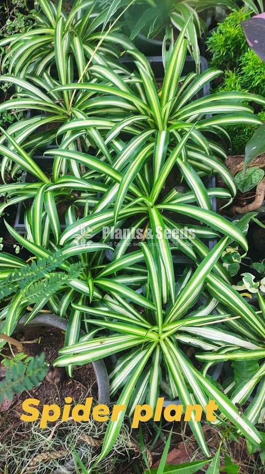 Spider Plant