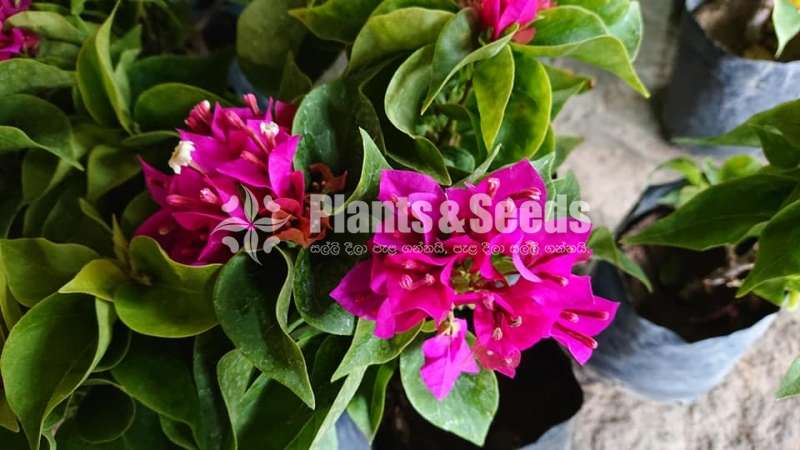 Bougainvillea (බෝගන්විලා)