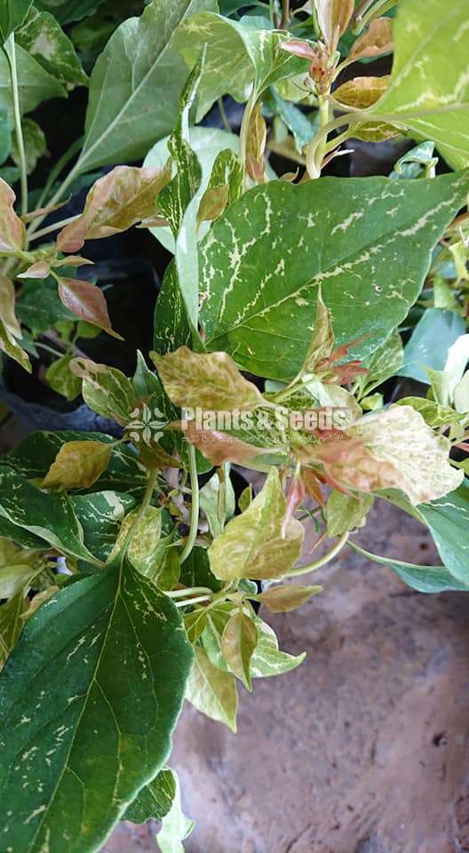 Bougainvillea (බෝගන්විලා)
