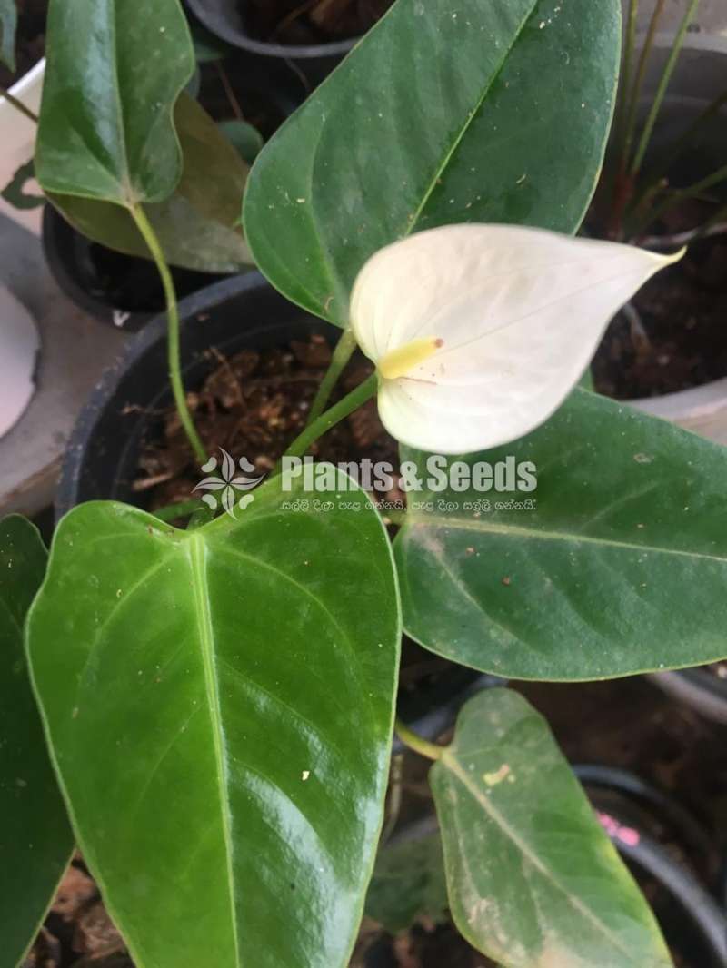 Anthadesia white Anthurium