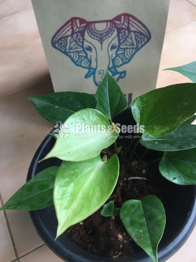 Anthadesia white Anthurium