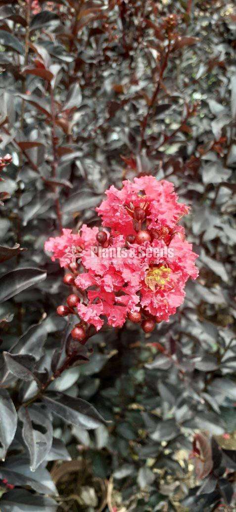 Bonnets (බොනට්)