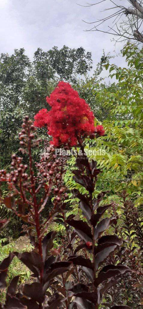 Bonnets (බොනට්)