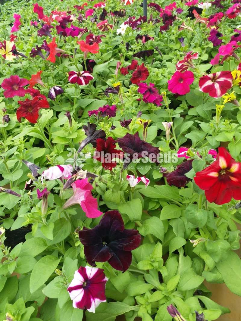Petunia