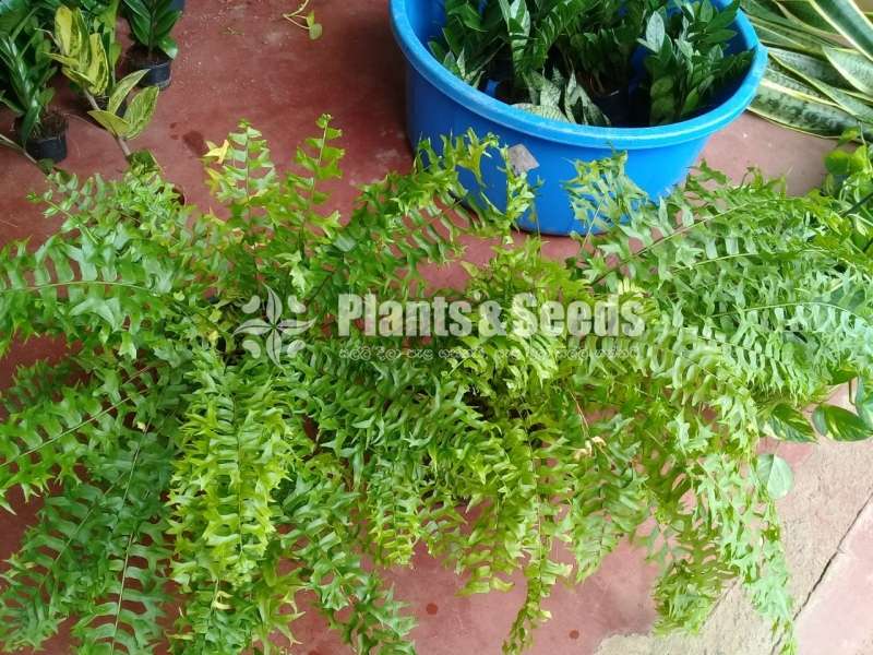Fern Collection 1