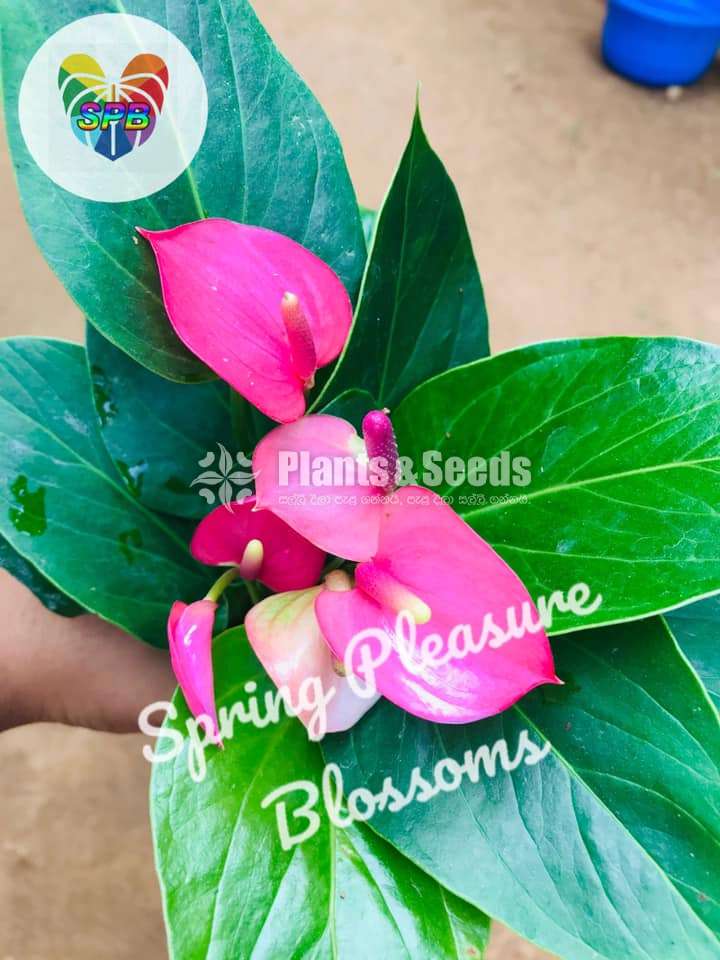 Anthurium Collection