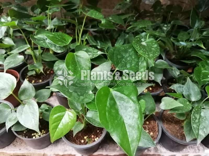 Netherland Tissuculture Anthurium