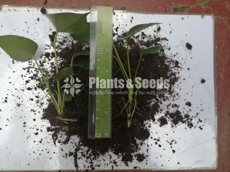 Netherland Tissuculture Anthurium