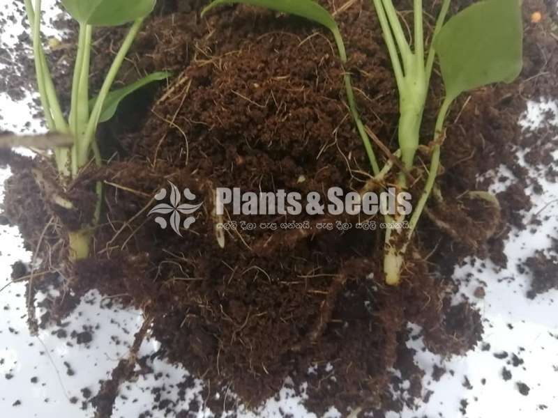 Netherland Tissuculture Anthurium