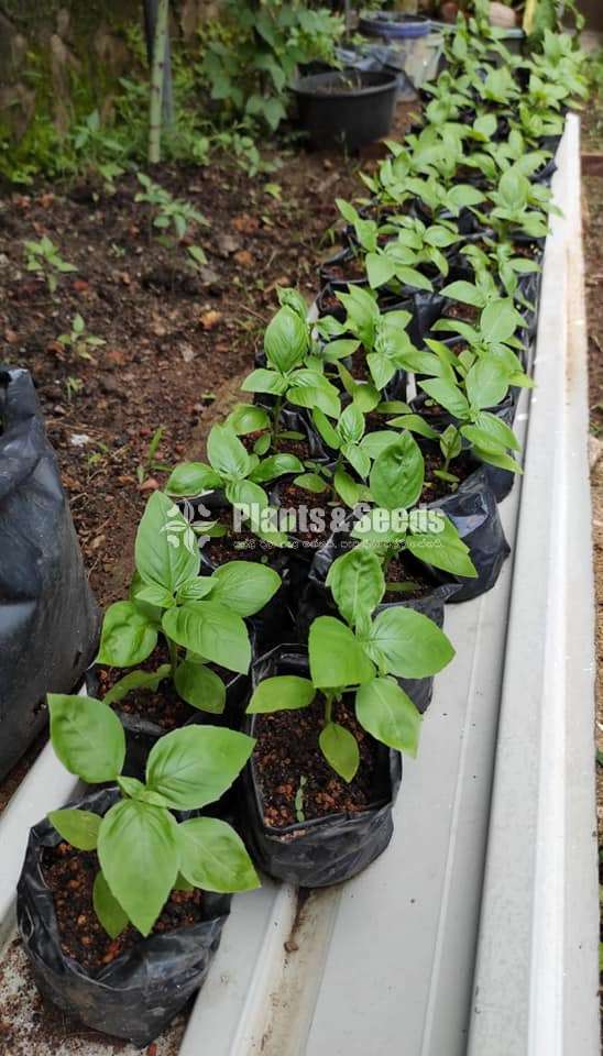 Basil - Ayurvedic Plants(බේසිල් පැල )