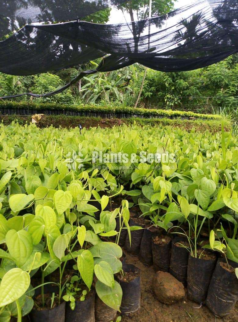 Black Pepper(ගම්මිරිස් )