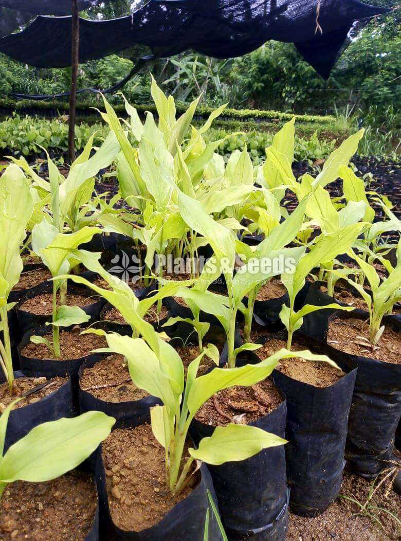 Turmeric Plants  (කහ පැල)