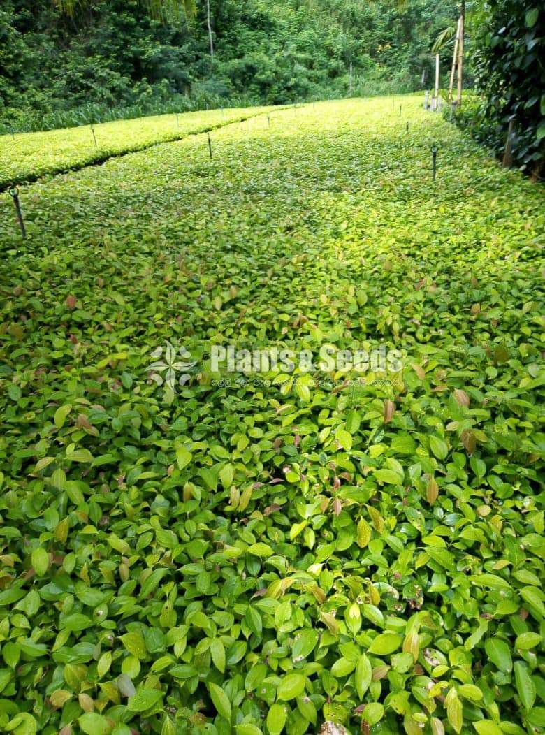 Cinnamon Plants  (කුරුදු )