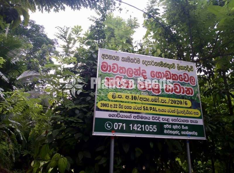 Cinnamon Plants  (කුරුදු )