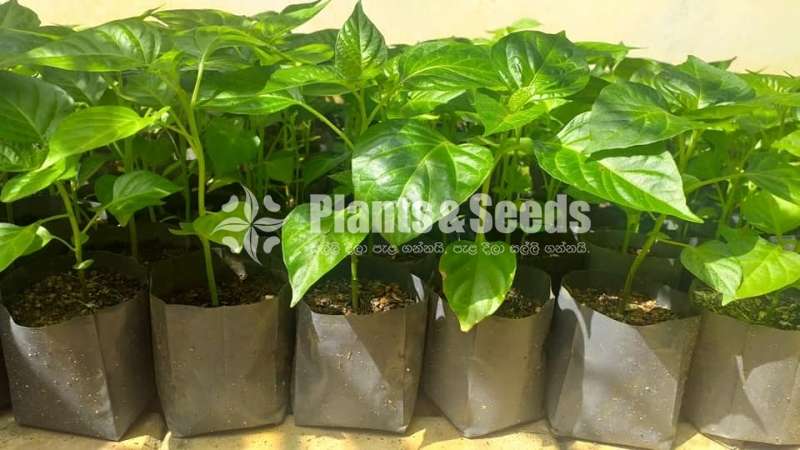 Scotch bonet Nimiris Plants(Dark Green)