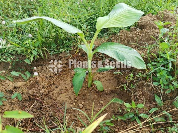 Banana Plants (Tissue Culture)