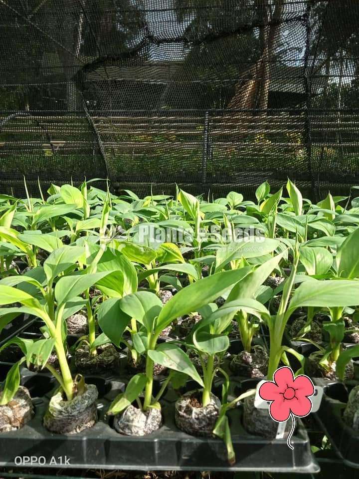 Banana Plants (Tissue Culture)
