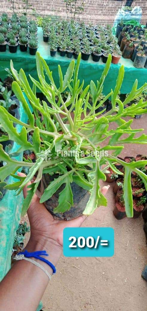 Cactus and Succulent Plants