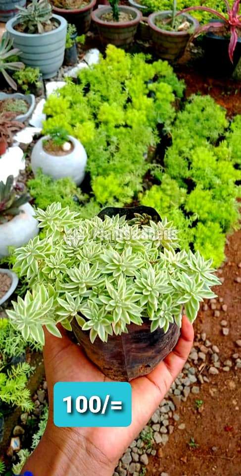 Cactus and Succulent Plants