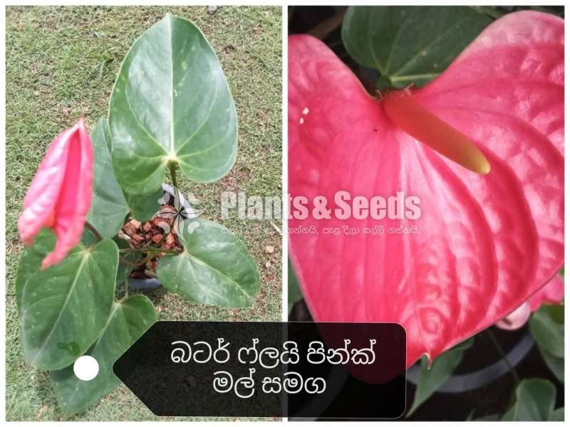 Lady Jane Anthurium (ලේඩි ජේන් )