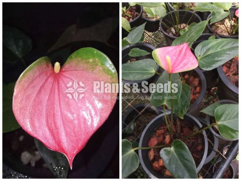 Lady Jane Anthurium (ලේඩි ජේන් )